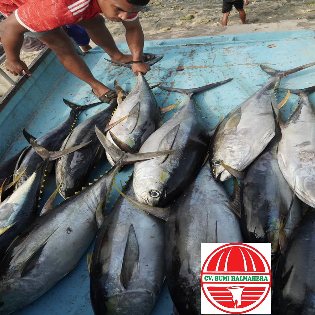 Ikan Tuna